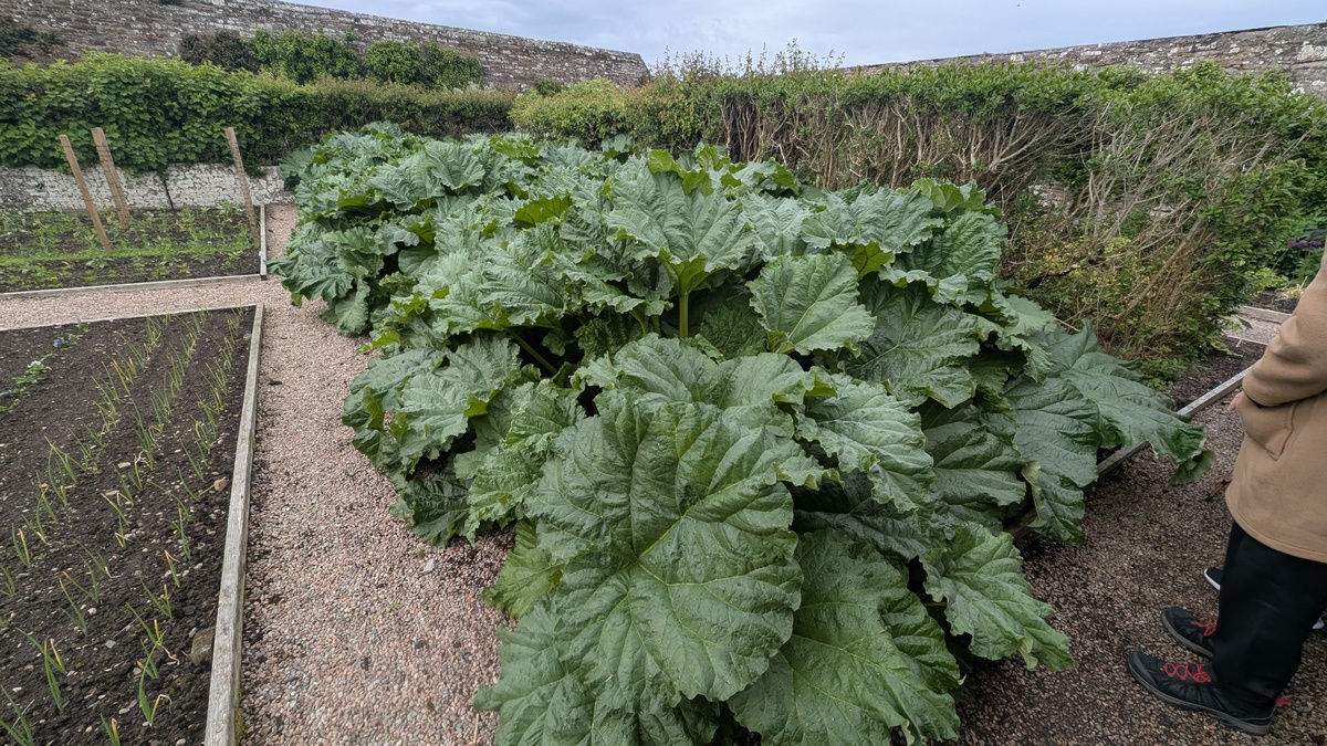 Truly enormous rhubarb